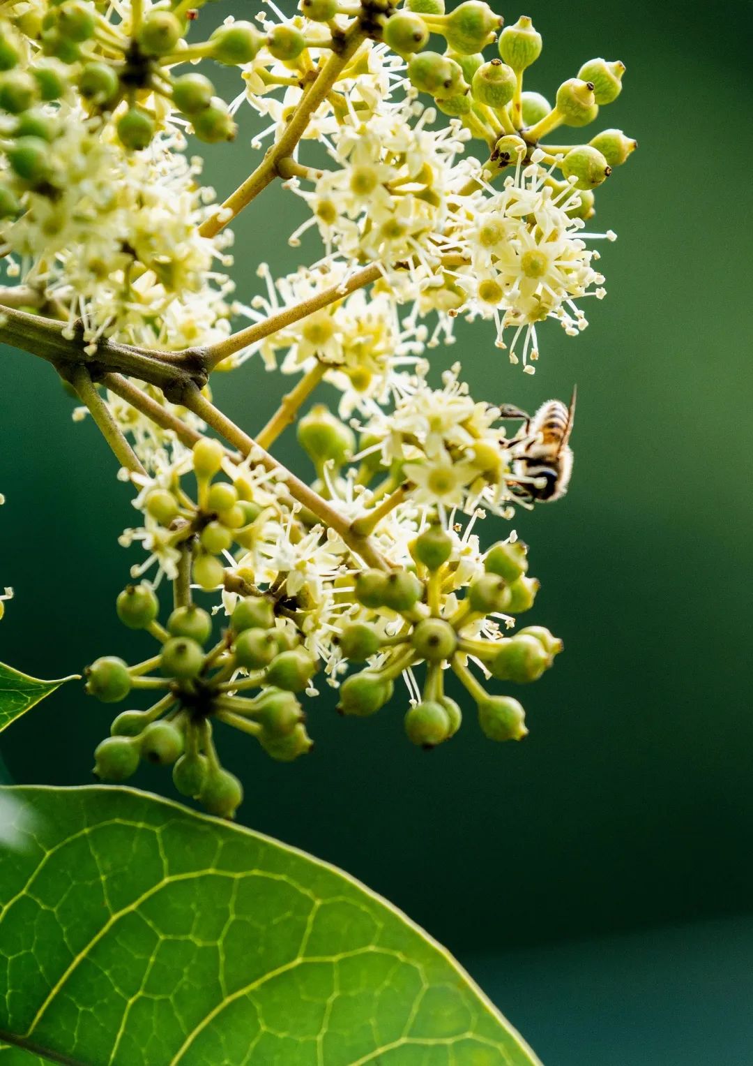 深圳的乡土鹅掌柴在冬日里开花,是冬蜜的主要花源.朱明亮/摄