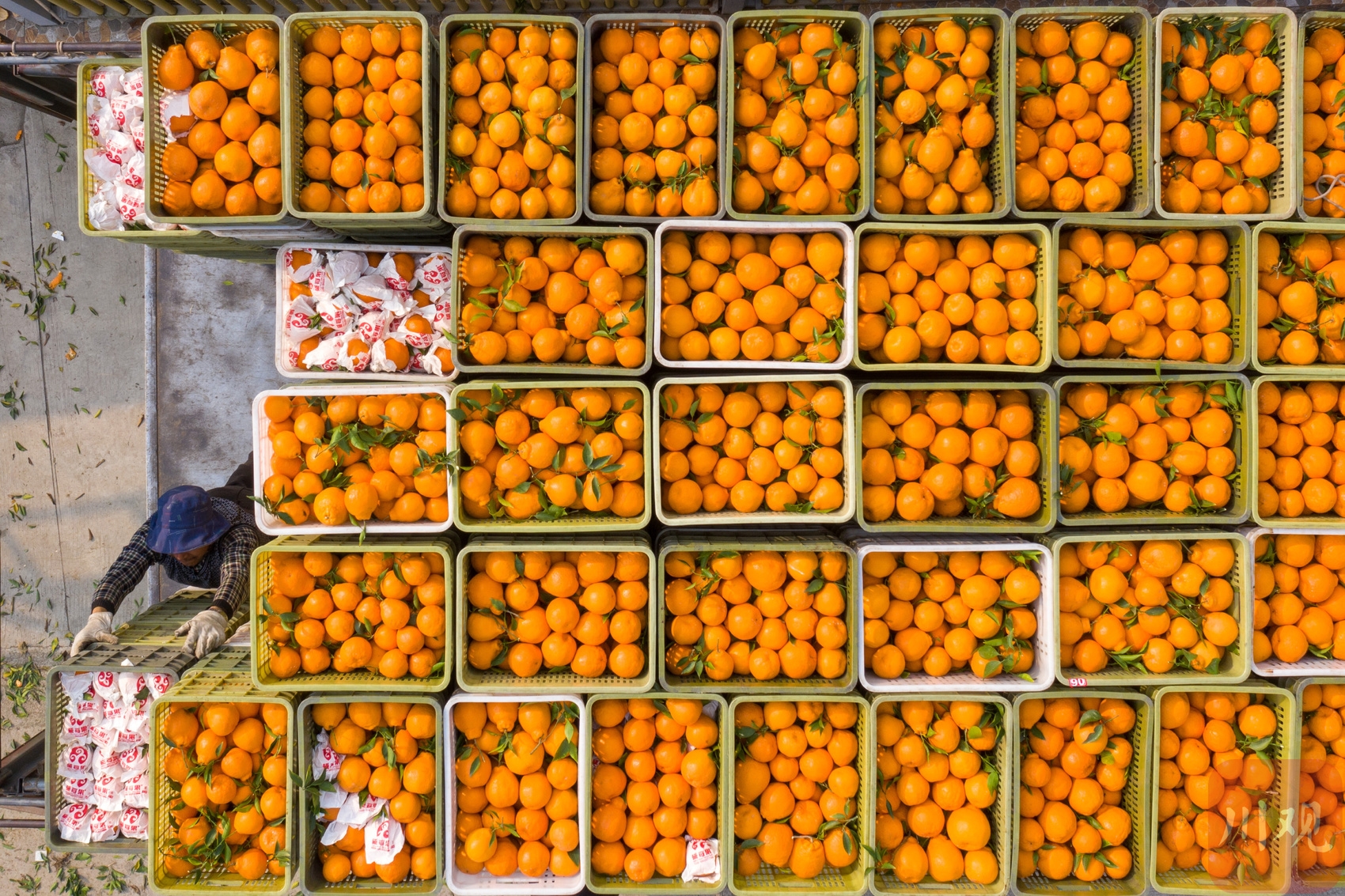 2023年2月2日,眉山市彭山区公义镇辖区内,大片黄橙橙的柑橘迎来丰收.