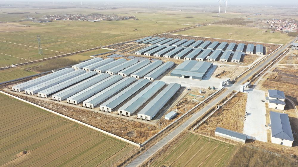 位于邱县前小河套村的标准化养羊基地.(受访者供图)