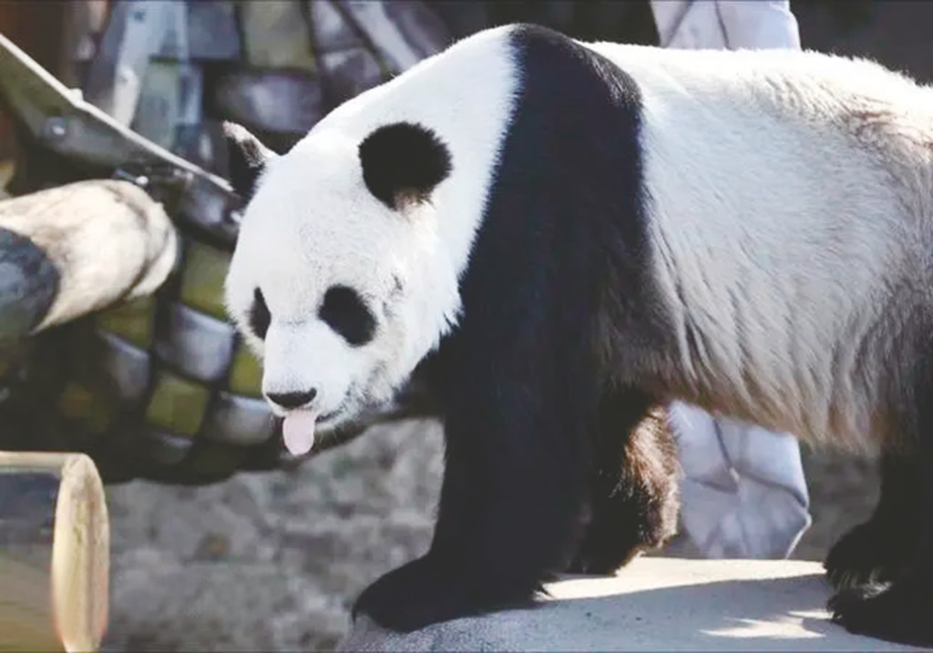     旅美雄性大熊猫“乐乐”（资料图）