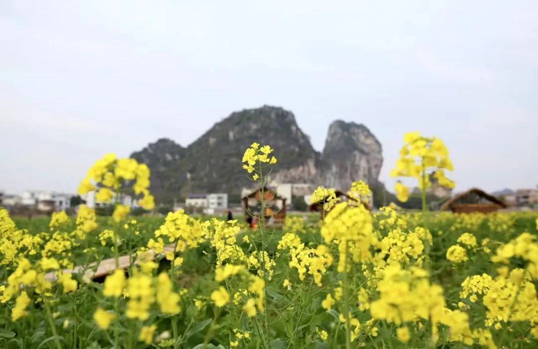 贵港油菜花基地图片