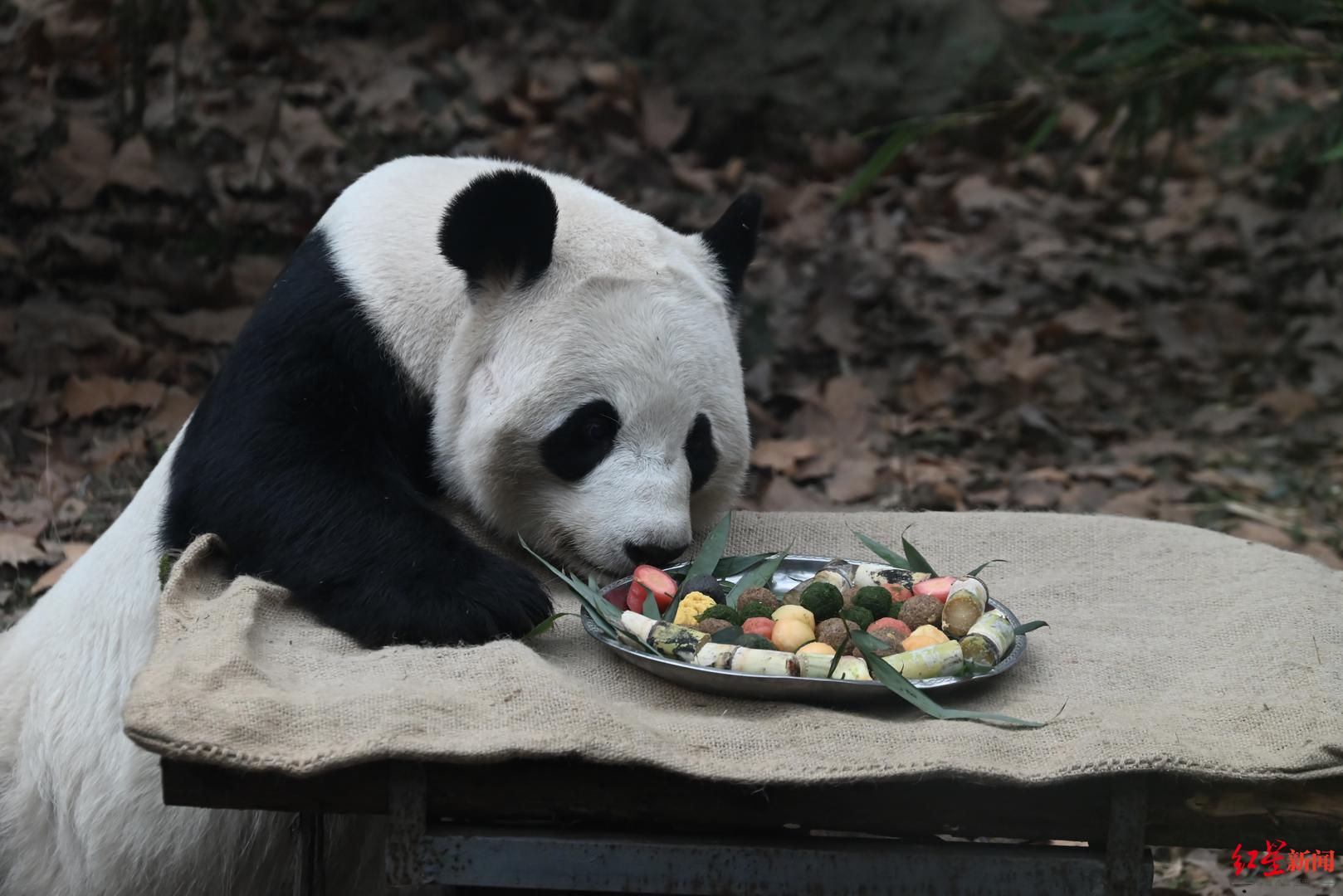 ▲大熊猫领到了彩色“汤圆”