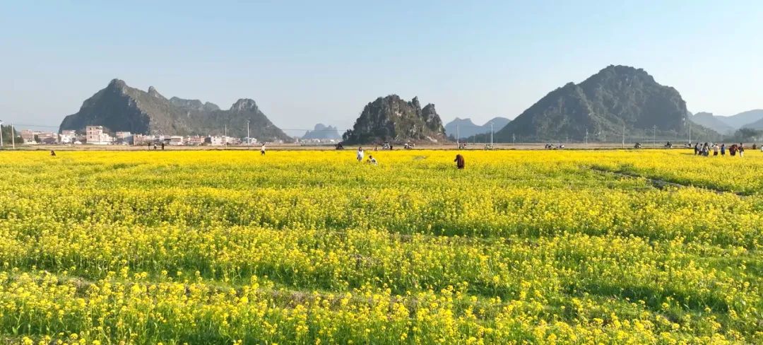 贵港油菜花基地图片