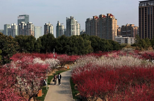 奔走相告（上海人民公园花展）上海那个公园有花展，(图15)