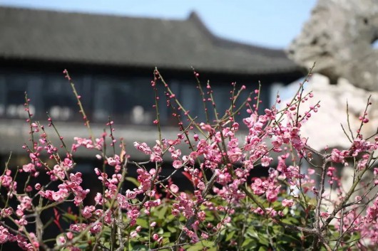 奔走相告（上海人民公园花展）上海那个公园有花展，(图18)