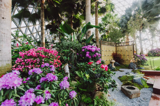 奔走相告（上海人民公园花展）上海那个公园有花展，(图1)