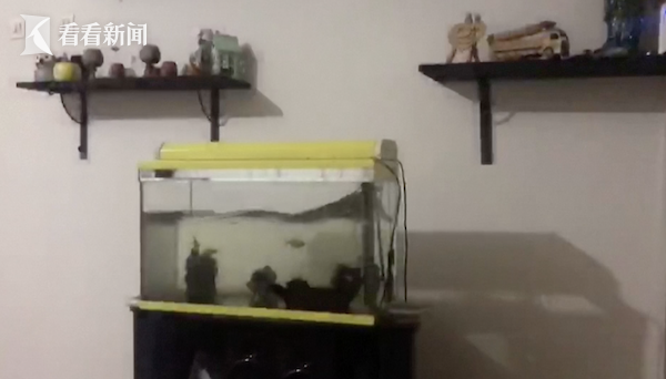 土耳其强震瞬间货架狂摇鱼缸翻腾 燃气管道起火_新浪财经_新浪网