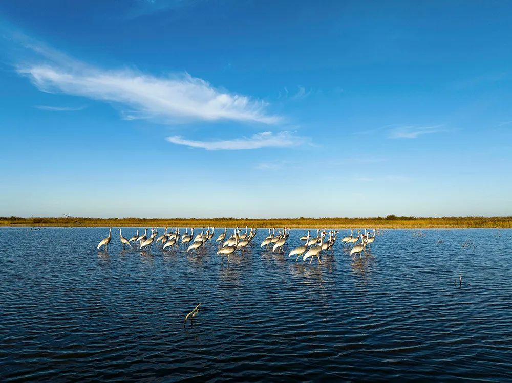 山东东营让黄河口湿地绽放生态之美大美中国i自然