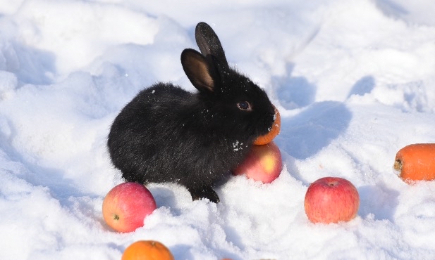 哈尔滨北方森林动物园动物的别样元宵节
