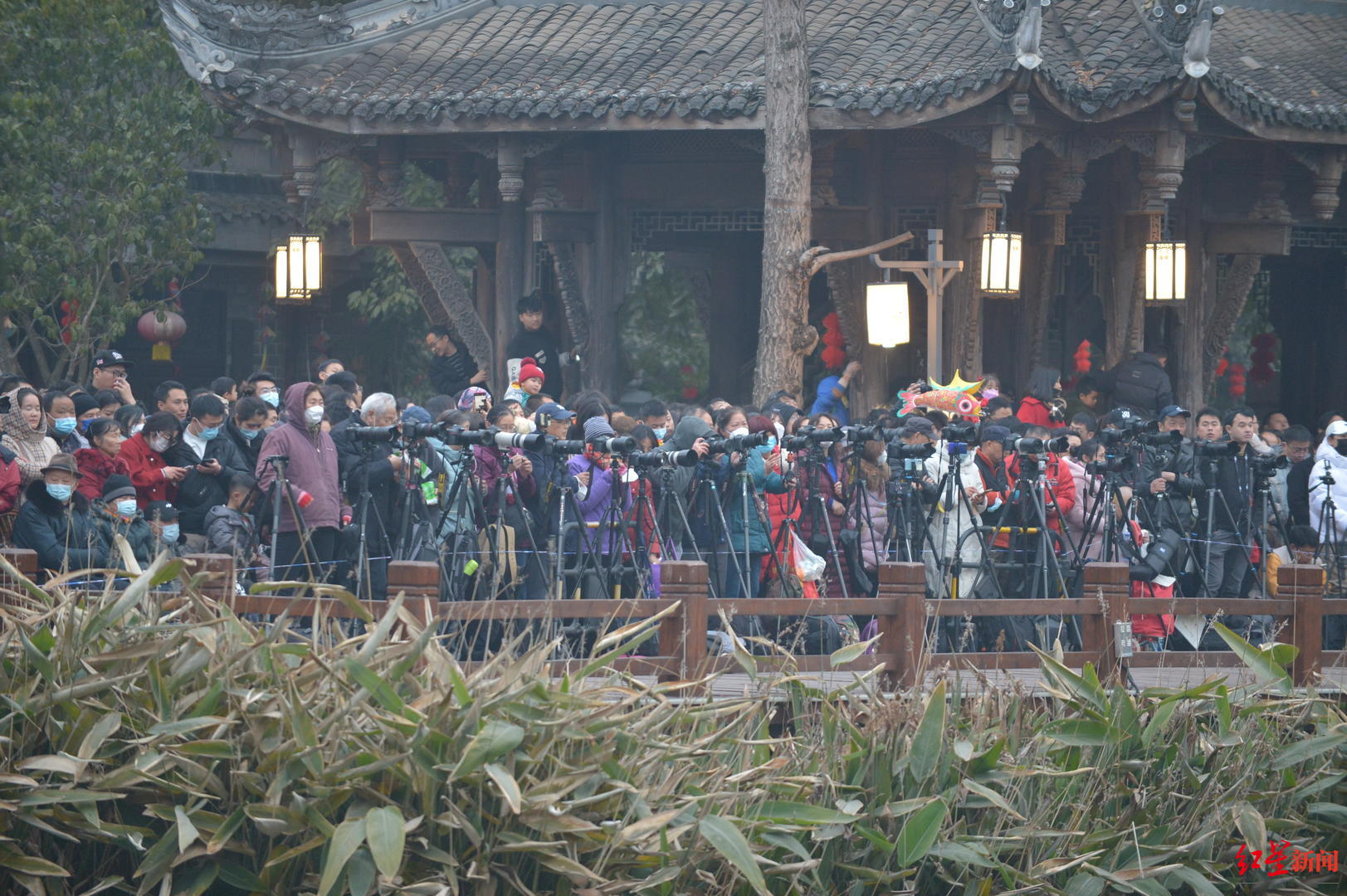 ▲黄龙溪，现场观众守候火龙表演