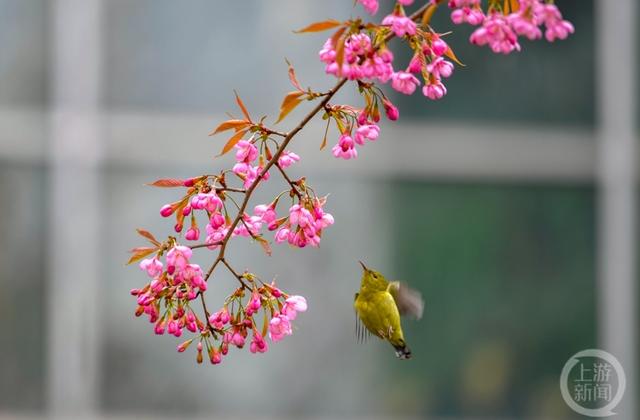 唤醒春天图片