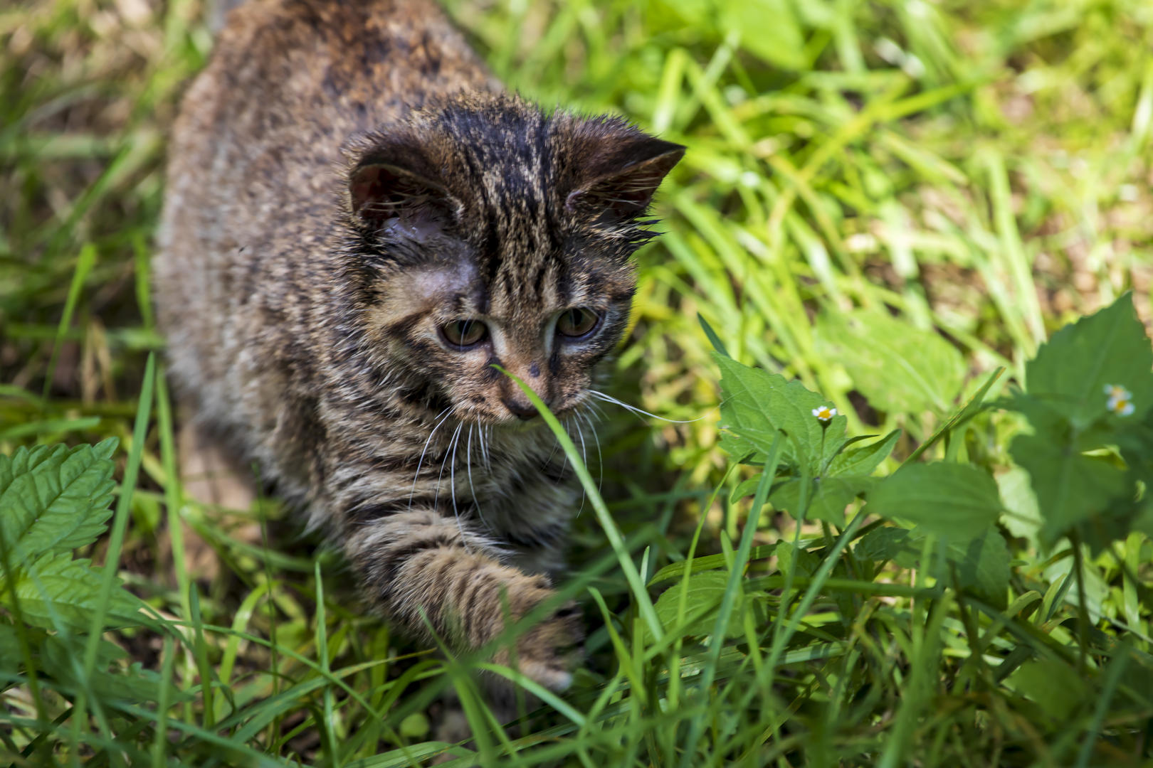 狸花猫(资料图) 据视觉中国