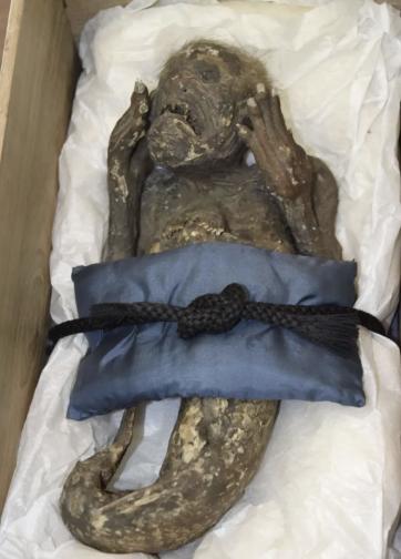 日媒:经鉴定,日本寺院所藏"人鱼木乃伊"为人造物品,未检出dna|木乃伊