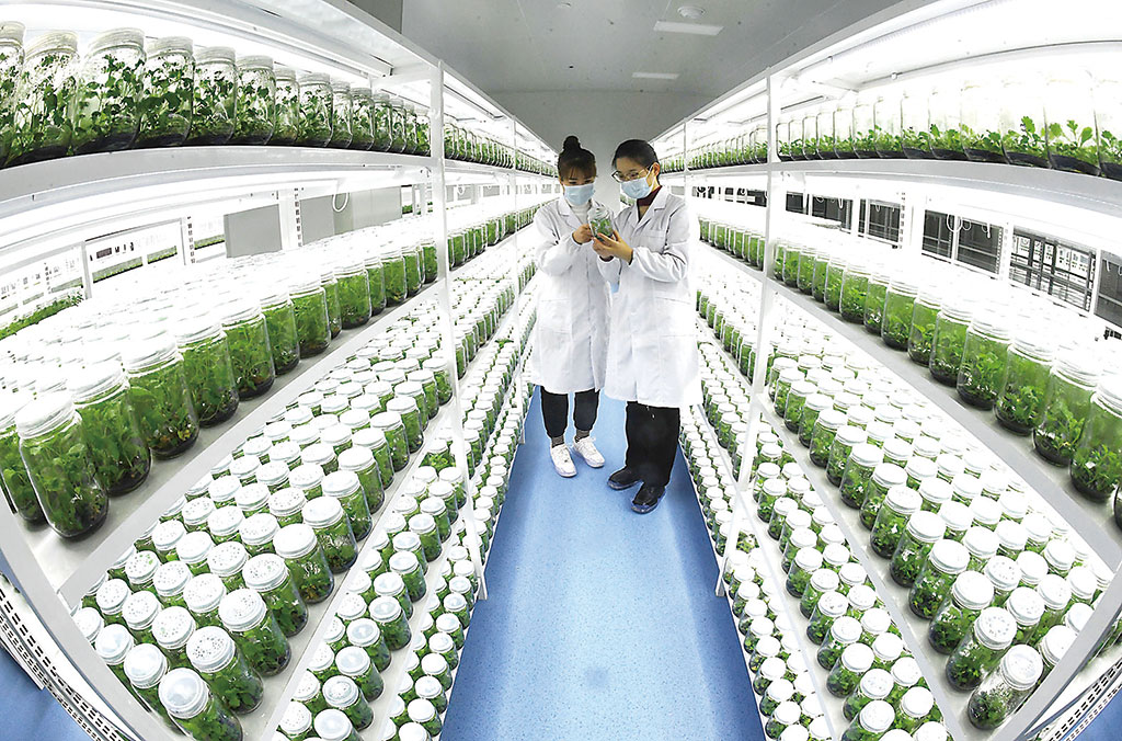 种苗繁育技术