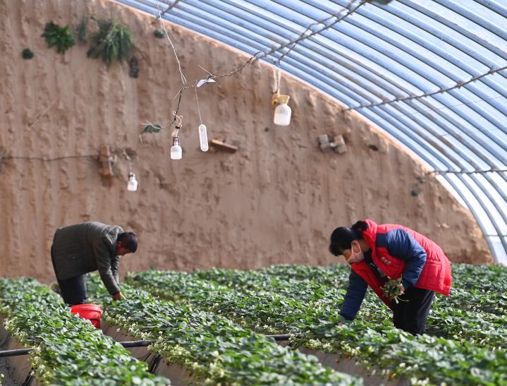 延安市宝塔区河庄坪镇村民杜延峰与妻子正在忙着摘草莓。新华社发（邹竞一 摄）