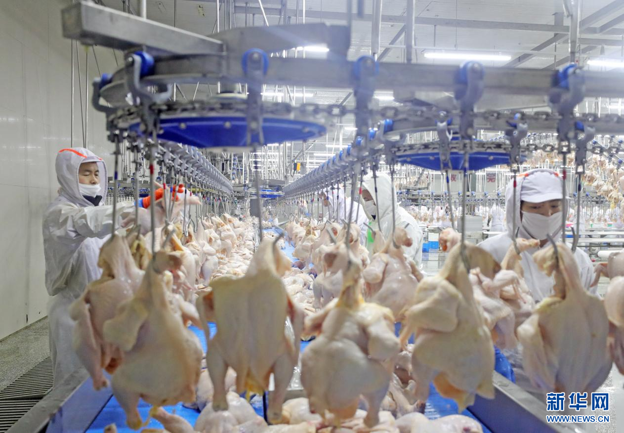 沈阳华康肉禽有限公司肉鸡屠宰生产线.新华社记者 杨青 摄