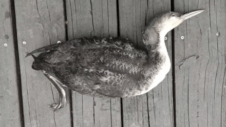 工作人员将死亡的黑喉潜鸟捕捞上船。