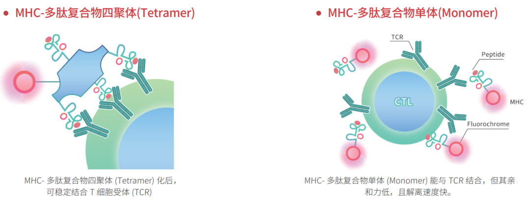 特色新品—mhc-多肽复合物四聚体tetramer !|多肽_新浪财经_新浪网