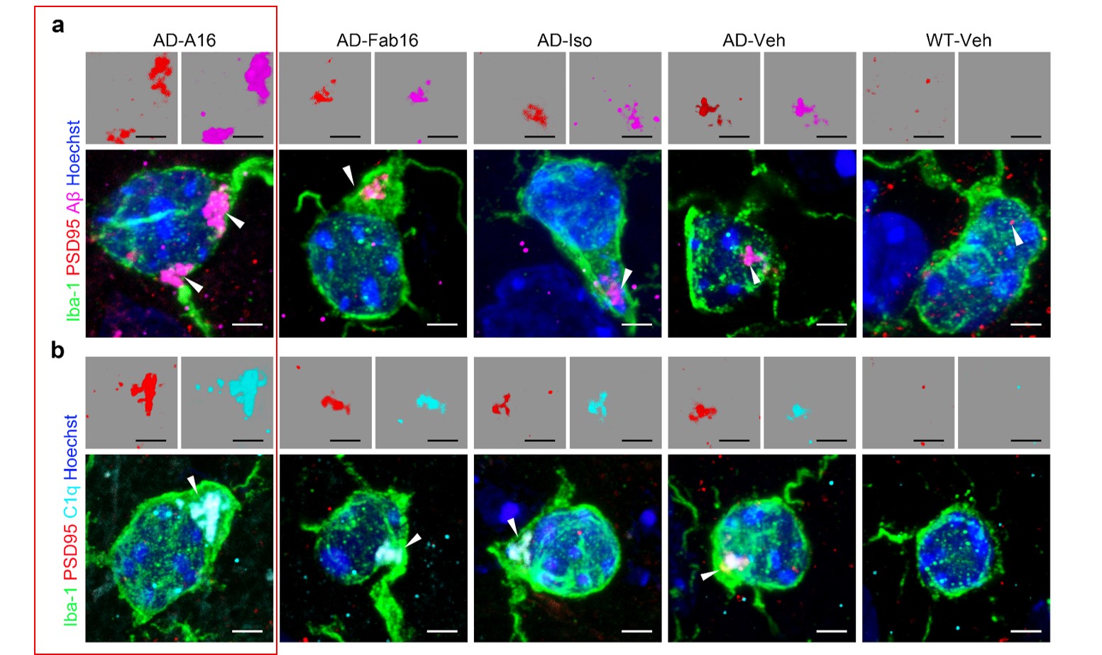 图全效应抗体A16显著促进AD小鼠脑内小胶质细胞吞噬神经突触