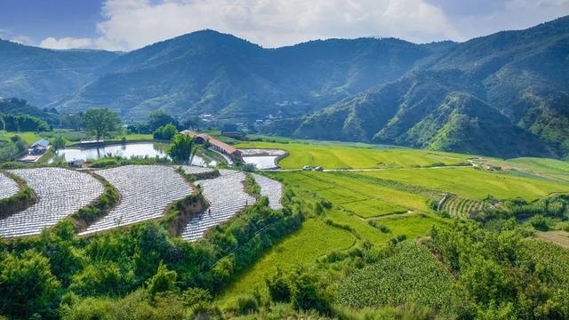 仁和区啊喇乡水稻基地 王东摄