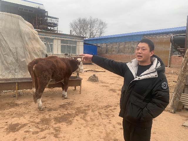 圖為李子晶向記者介紹養牛的情況。