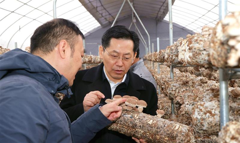 顾厚武(右)考察核桃树垭村香菇产销情况.