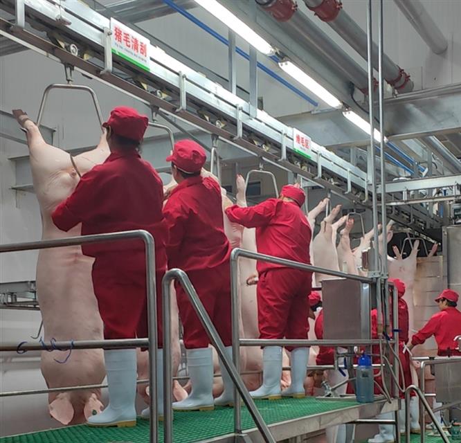 上农实业生猪屠宰生产线