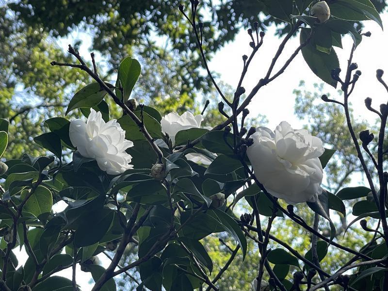 英雄",山茶园里最引人注目的品种,非"植物界的大熊猫——金花茶"莫属