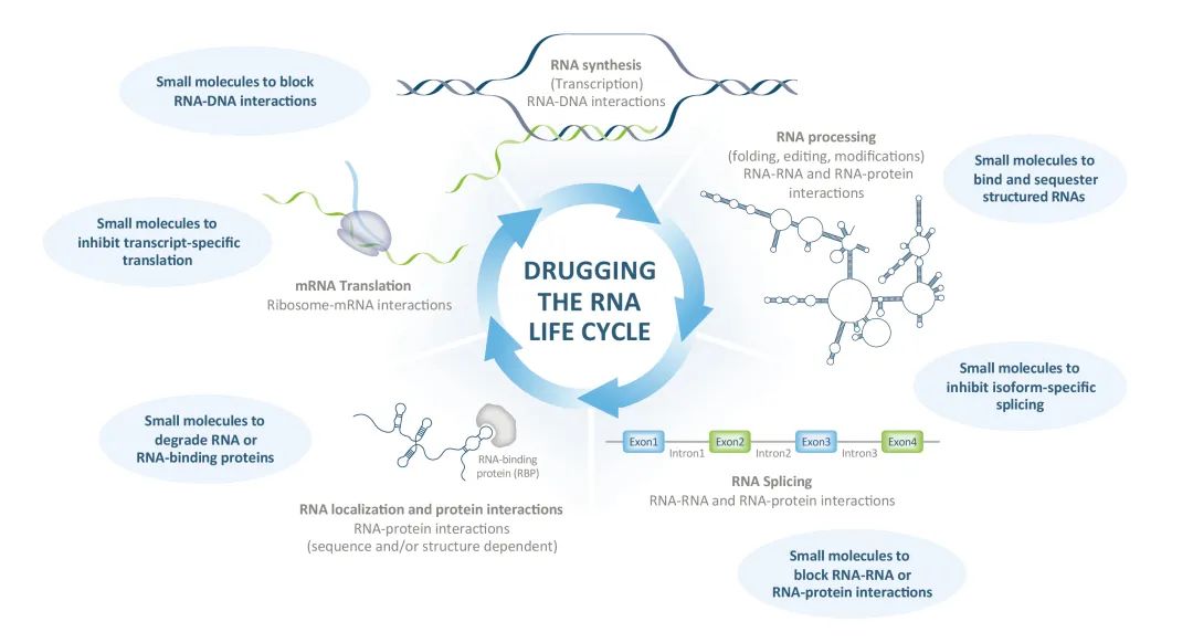 ｜研发策略-围绕RNA生命周期成药