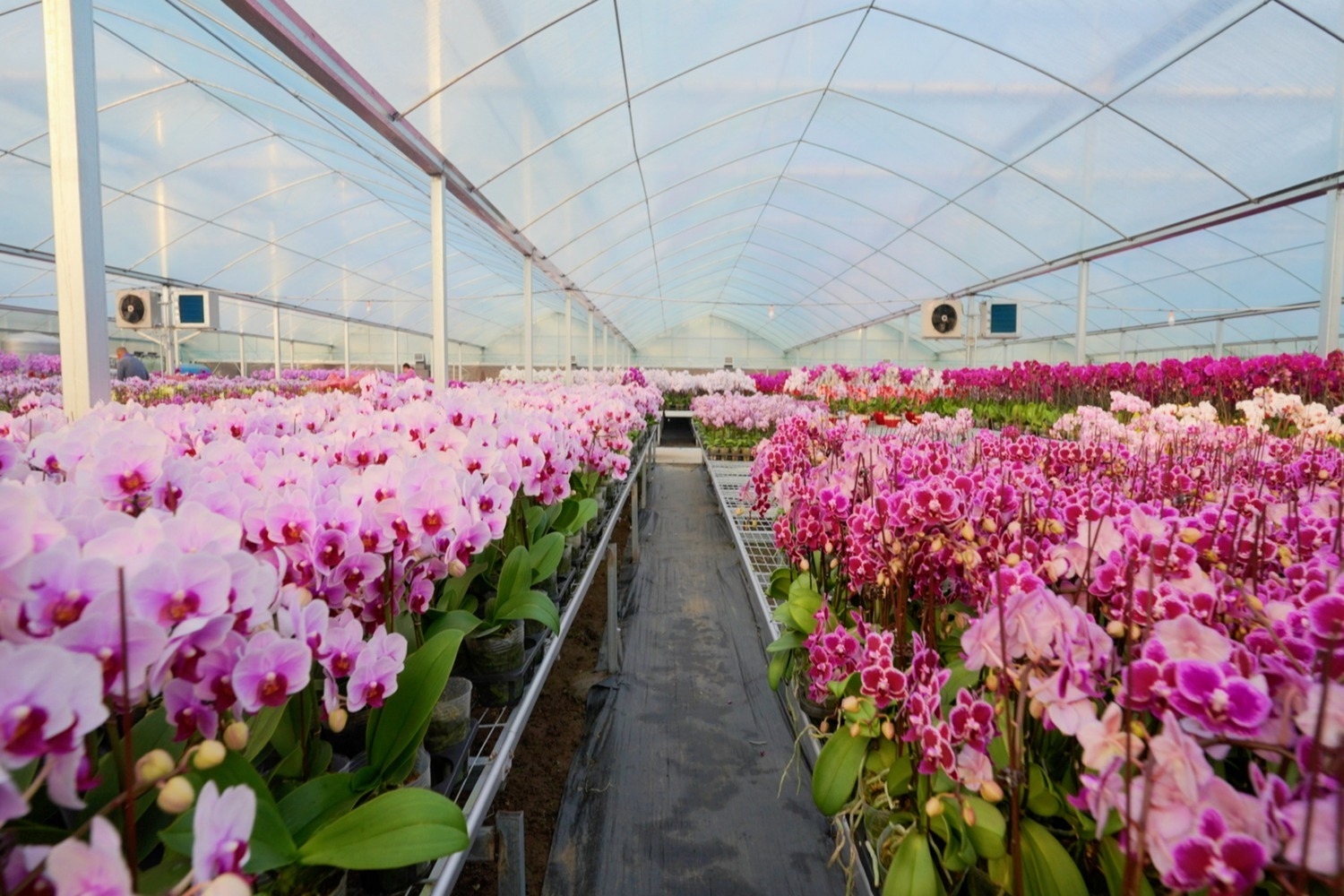 图为温室大棚内兰花婀娜绽放.