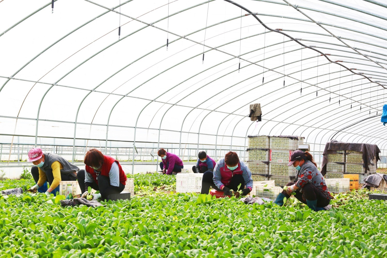 图为在百茂蔬菜基地油菜大棚内,工人们正在收获油菜.