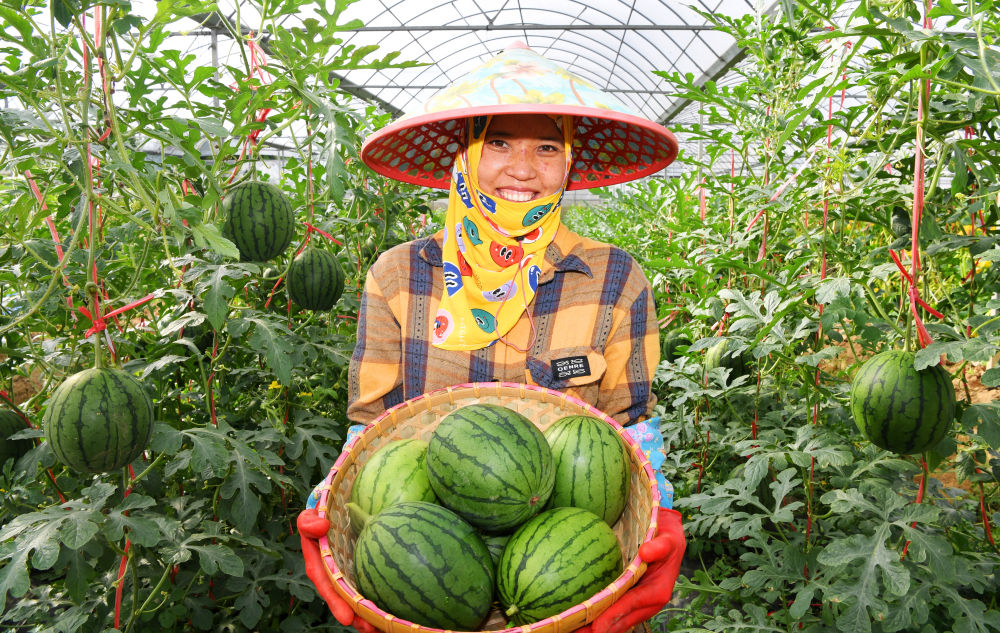 那受村种植的彩虹西瓜迎来丰收.新华社记者赵颖全 摄