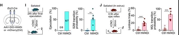 图4. 化学遗传抑制BNSTEsr2神经元活动可以恢复处于性饱足状态的小鼠性行为