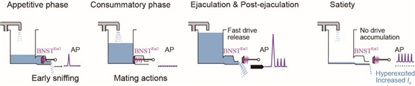 图8. BNSTEsr2神经元参与调控交配动机的机制解释