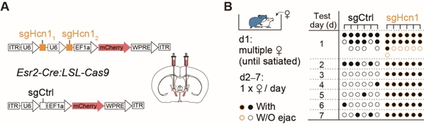 图7. CRISPR/Cas9介导BNSTprEsr2神经元中HCN1敲除后，雄性小鼠能够持续交配