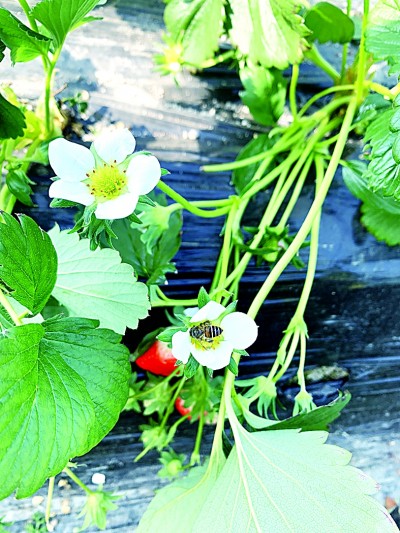     在宁波市海曙区龙观乡四明山，中华蜜蜂为温室大棚里的草莓授粉。光明图片