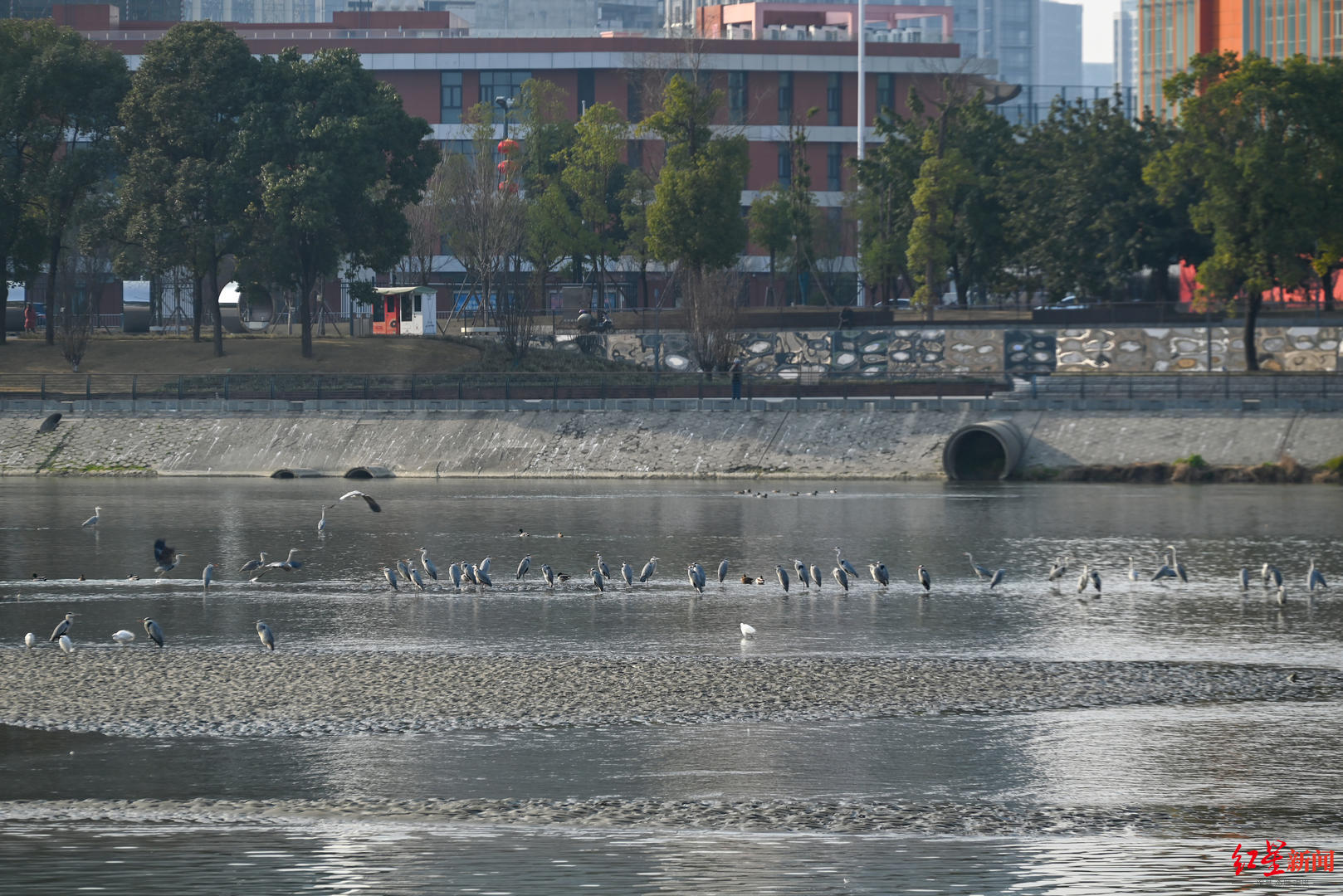 ▲复地金融岛附近的府河，河滩上满是休息的白鹭、苍鹭、野鸭等候鸟