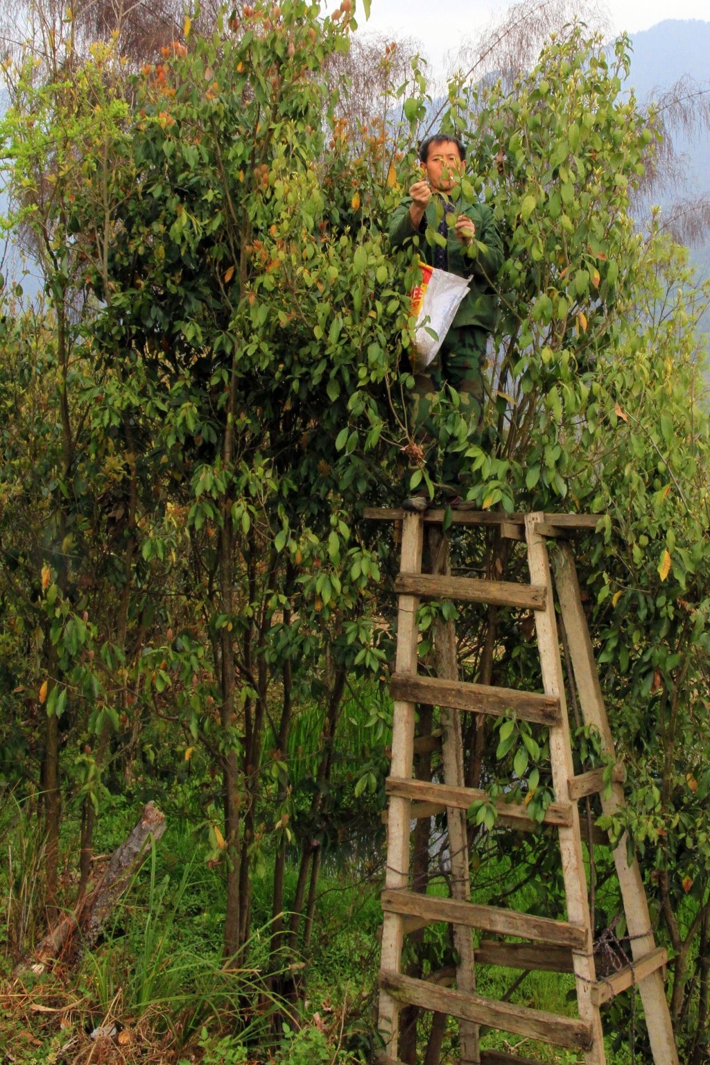 凸凹:万源寻踪老鹰茶|人境·行走
