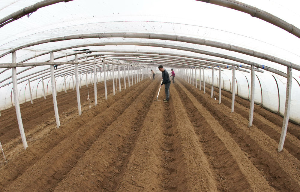 2月8日,河北省秦皇岛市昌黎县马坨店乡东赵庄村的农民在大棚内平整