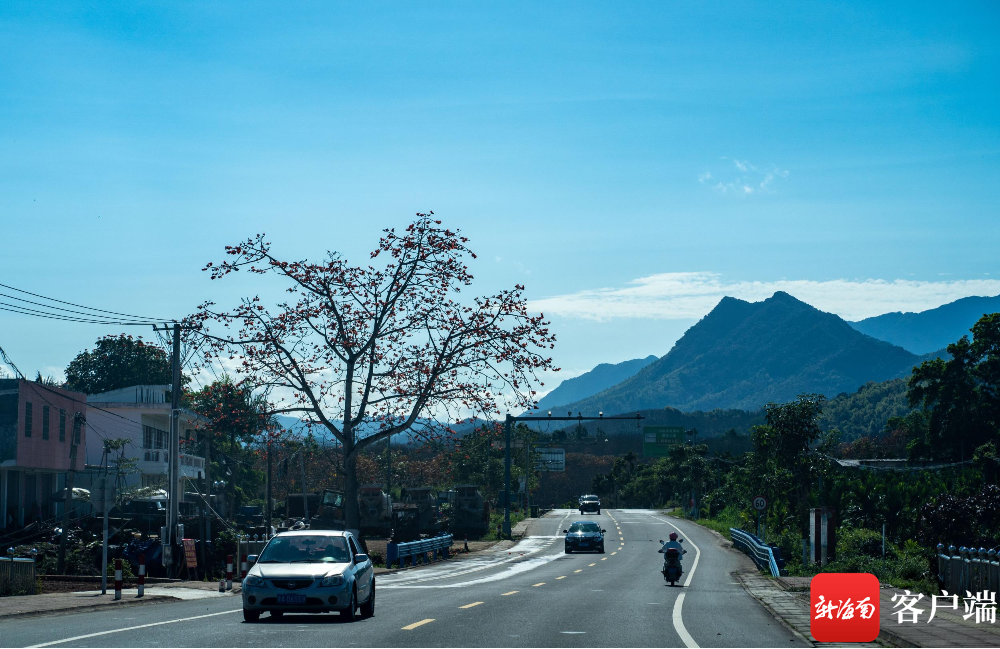 361国道鹦哥岭路段,沿途的木棉花正盛开.记者 刘孙谋 摄
