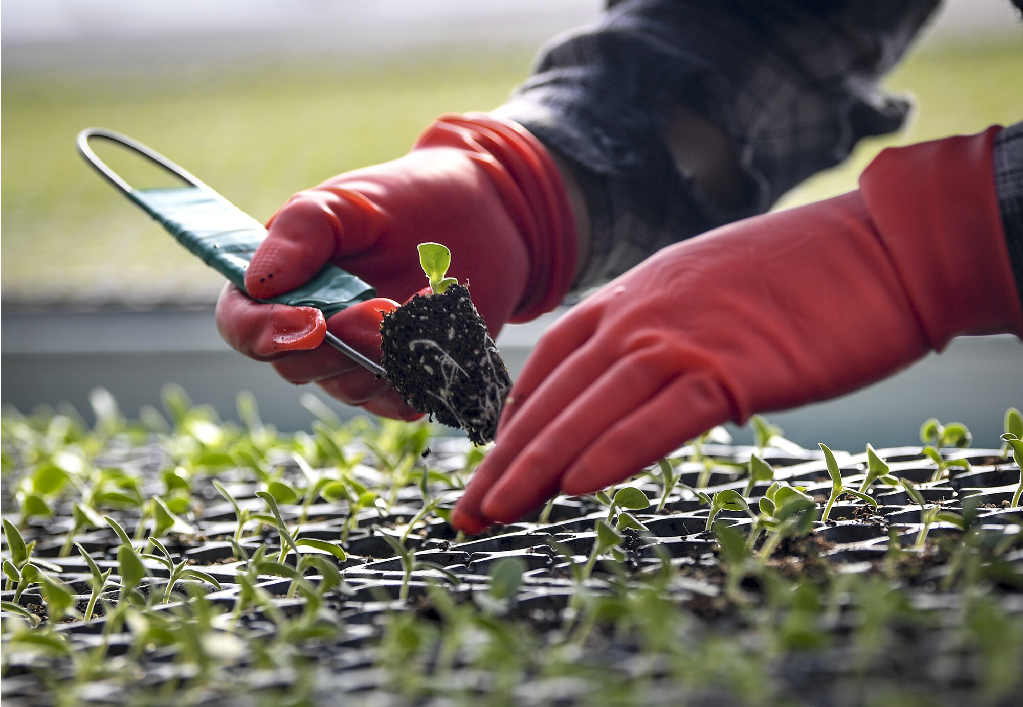 怀柔庙城镇千余蔬菜大棚开始育苗