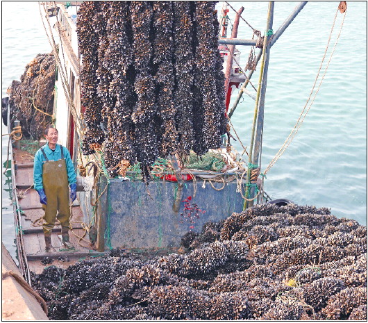 山东日照:海虹"争鲜"