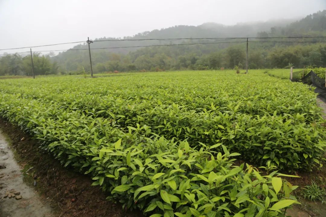 &nbsp;▲防城港市隆香农业科技有限公司肉桂八角种植基地.