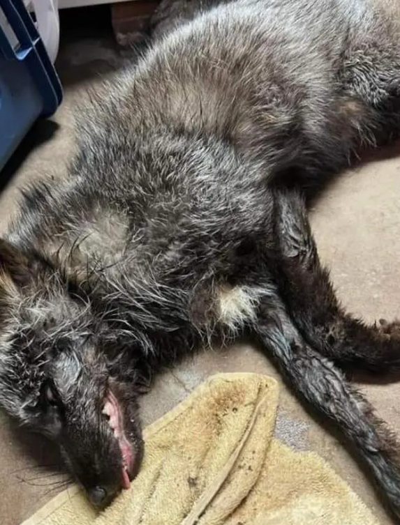 美俄亥俄州火车脱轨:有毒化学品氯乙烯泄漏,大量动物死亡_新浪财经