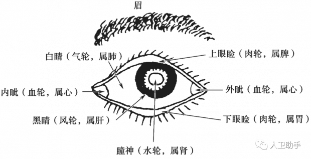 图1 左眼五轮分区图