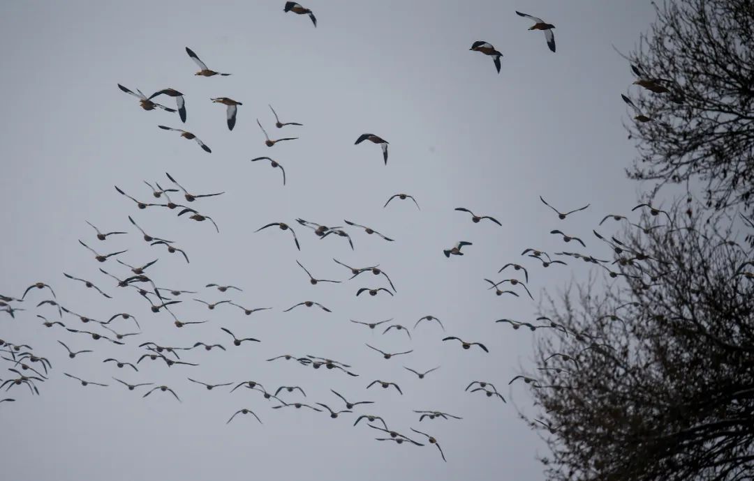 群鸟飞翔