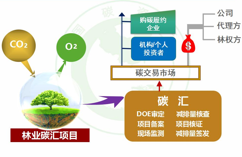 碳汇知识|CCER林业碳汇项目开发流程|林业_新浪财经_新浪网