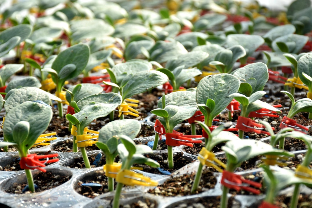 赵琪摄瓜农正在用片接法嫁接西瓜苗.张洁摄