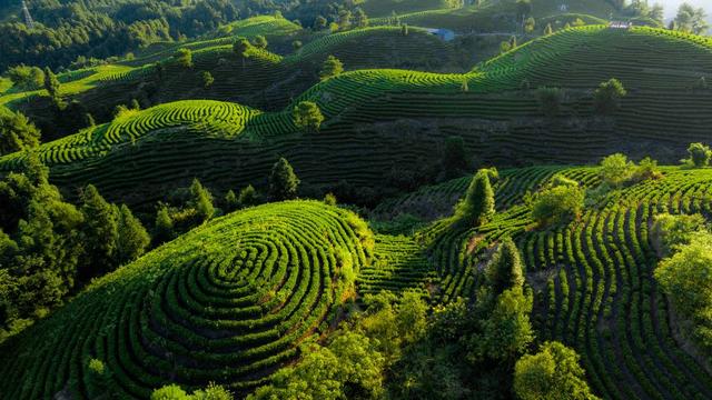 大竹县团坝镇白茶生产基地(受访者供图)