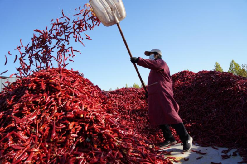 望都县椒农正在晾晒辣椒